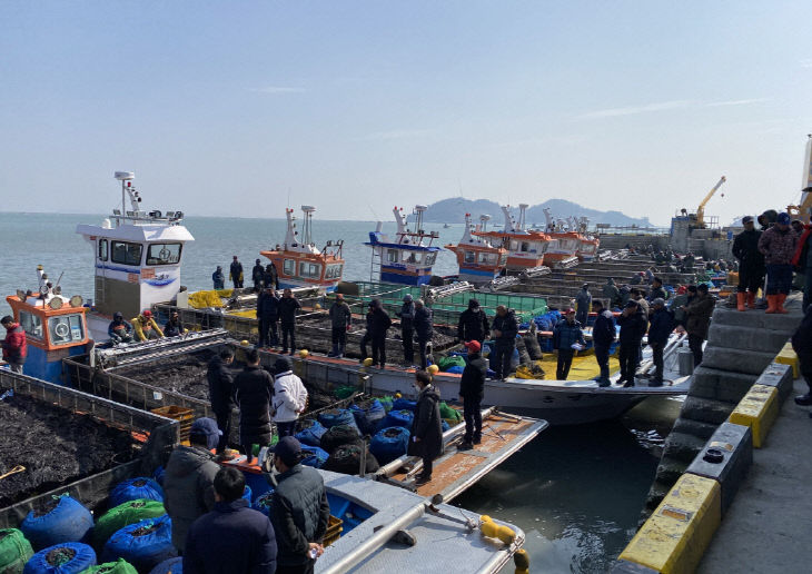 진도 물김 위판 (1)