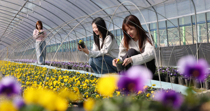 20260219-상소동 양묘장 봄꽃 조성3