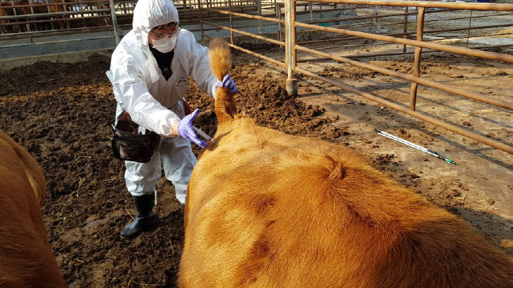 구제역 백신접종 긴급시행(동물정책과)