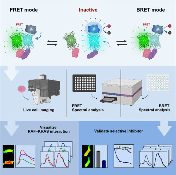 260224-065-(첨부) 부산대 김태진·윤화영 교수팀 연구 이미지