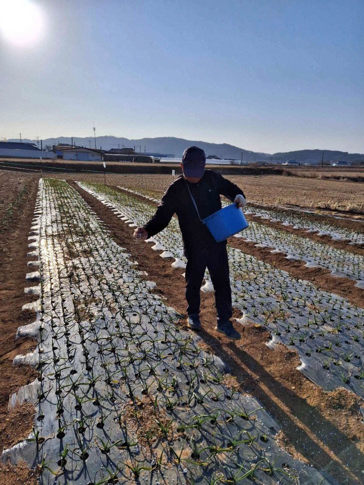 서천군 마늘.양파 재배 농가가 경작지에 비료를 주고 있다