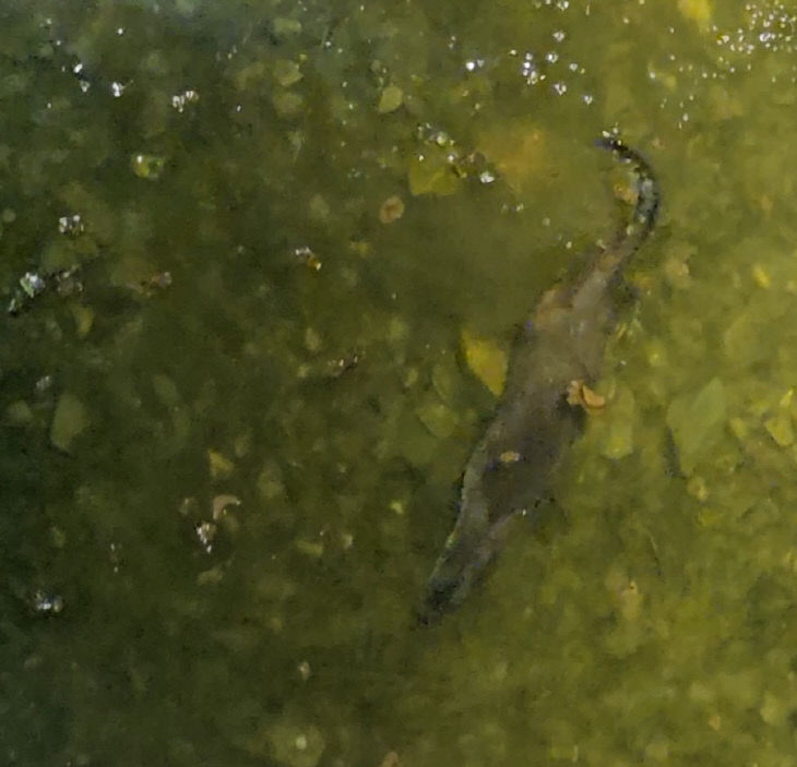 수달이 헤엄치며 먹이 활동을 하고 있다. (5)