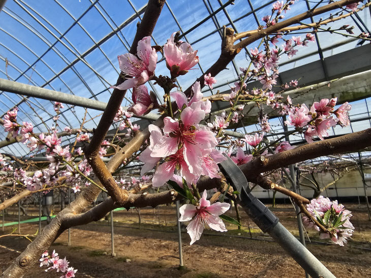 1. 영동군, 봄의