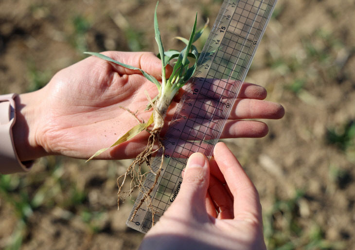 4. 맥류생육재생기 판단 (5)