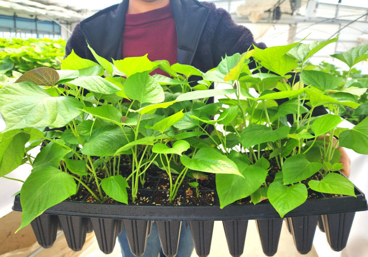 고창군, 고구마 조직배양묘