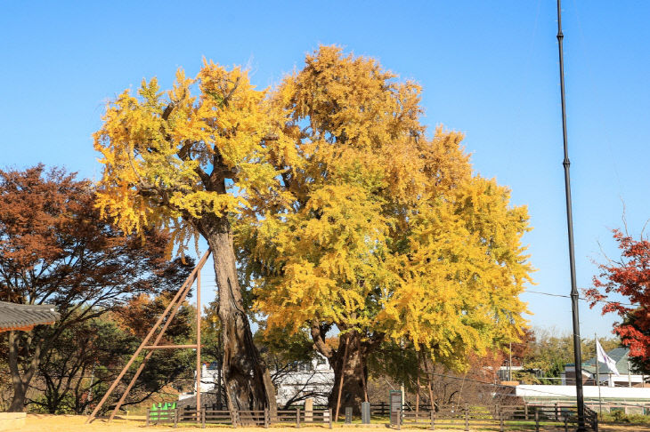 사본 - (사진3)당진 면천 은행나무 사진