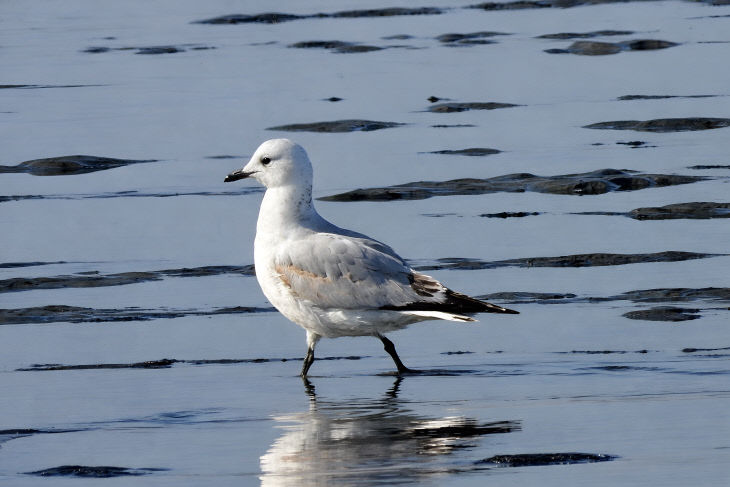 서천 월포갯벌에서 관찰된 국제적 멸종위기종 고대갈매기