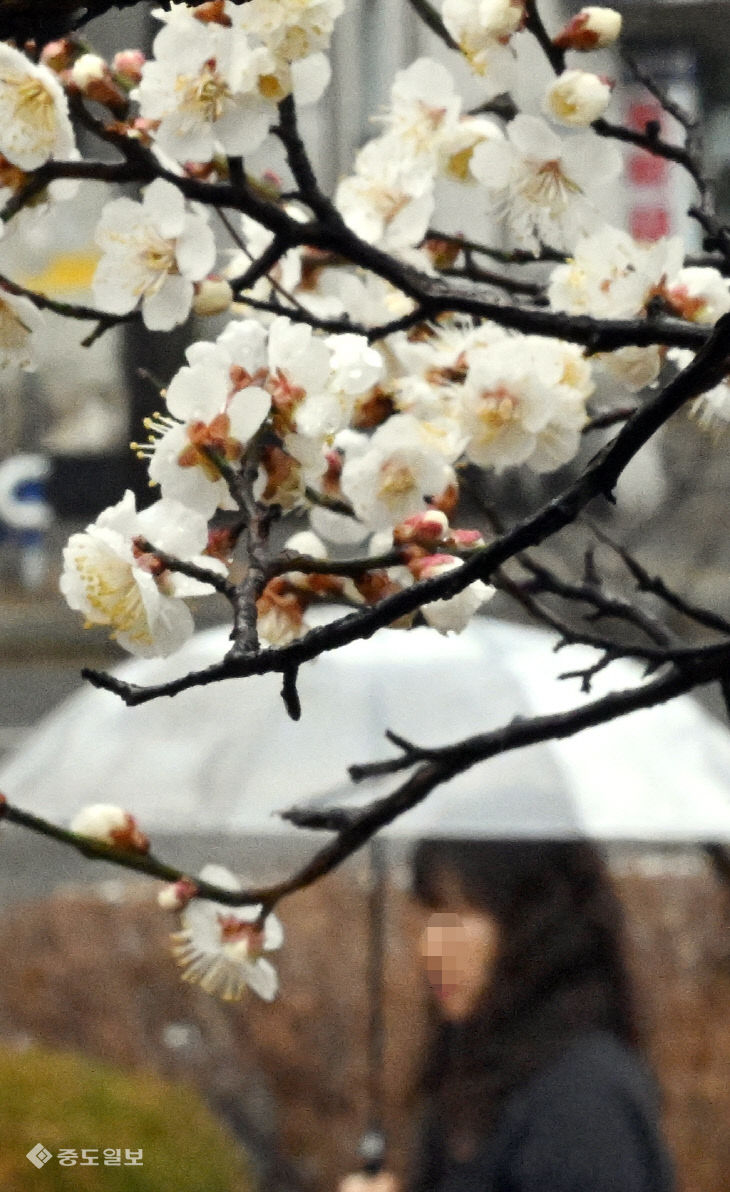 20260302-봄비2