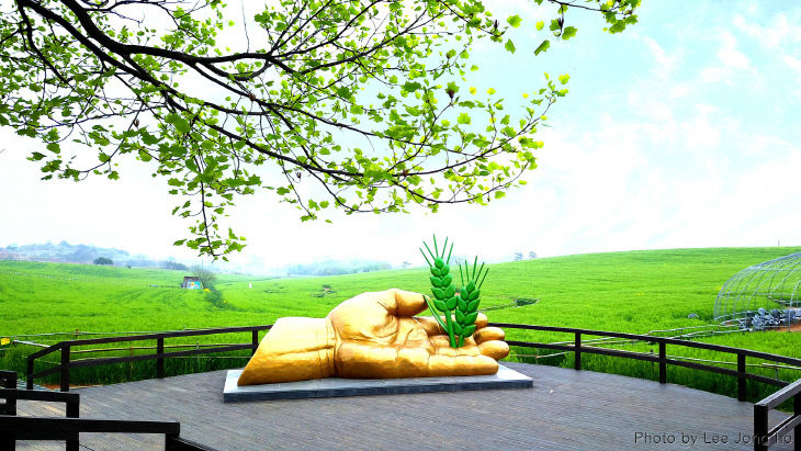 지역사랑 휴가지원_자료사진1 학원농장 청보리밭