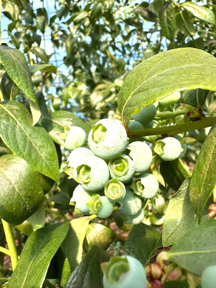 _1772325938806_818938142050929