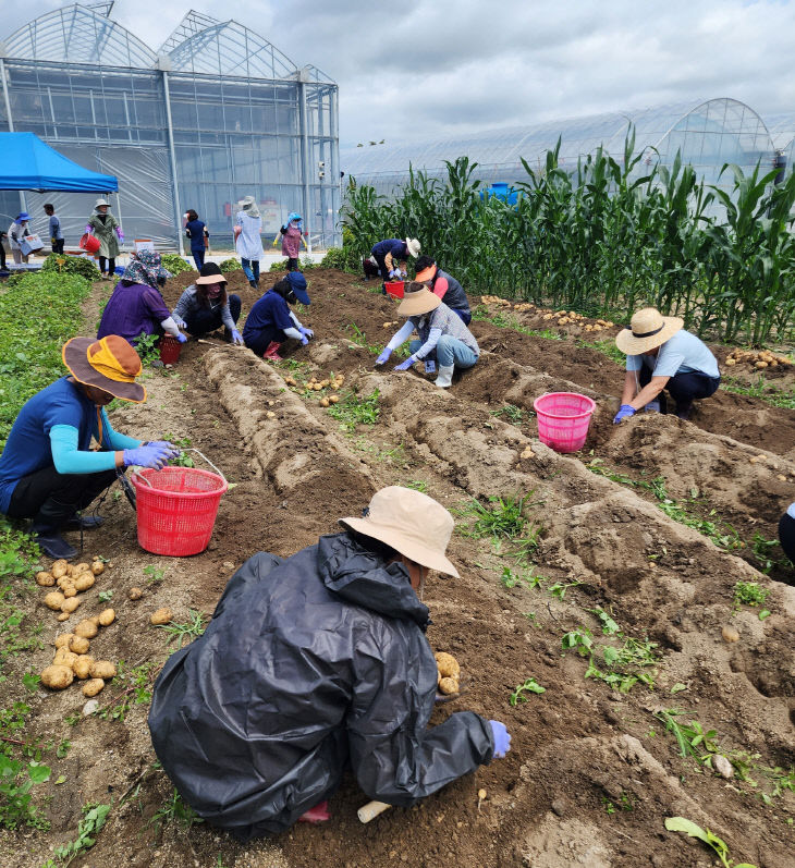 영주-5-4 (참고사진)감자재배 실습 모습
