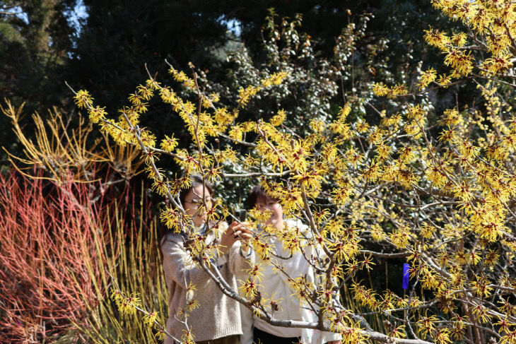 8. 풍년화를 감상하는 탐방객의 모습.