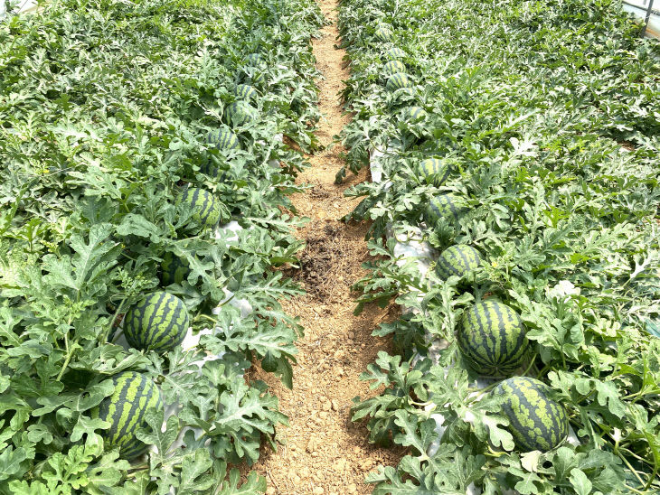 농업기술센터 2026년 상반기 전체출장-2