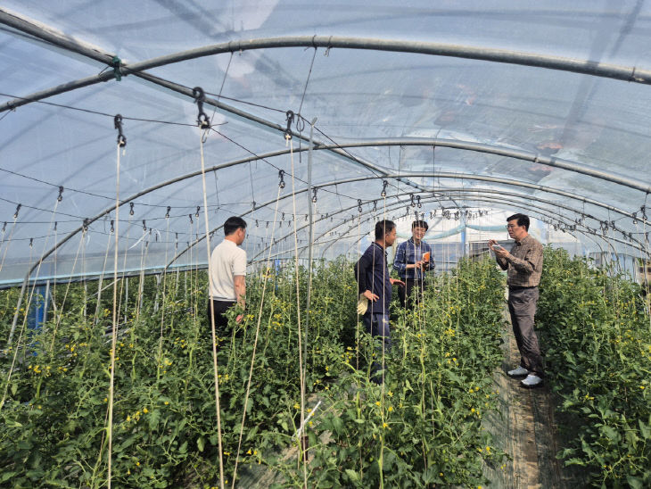 토마토뿔나방 현장지도