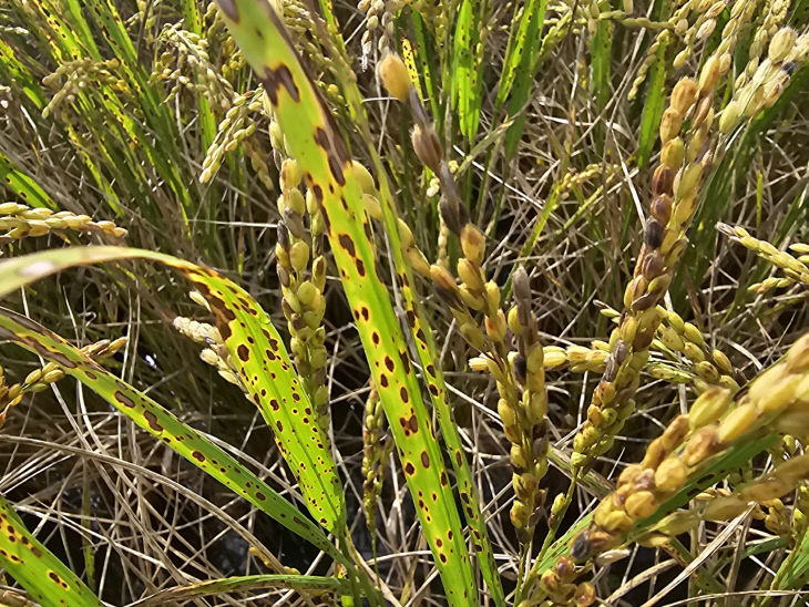 깨씨무늬병 피해를 입은 벼