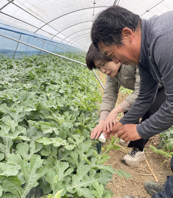 박’안정생산 위한 핵심 생육기술 실천 당부