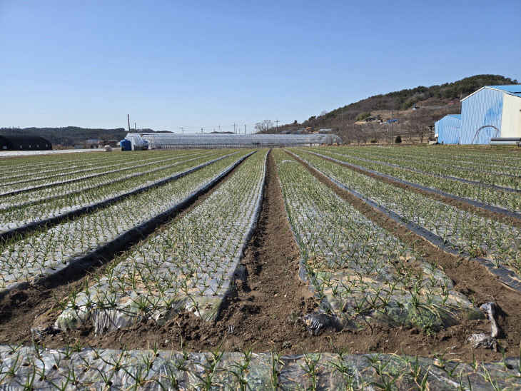 사본 - (사진3)마늘밭