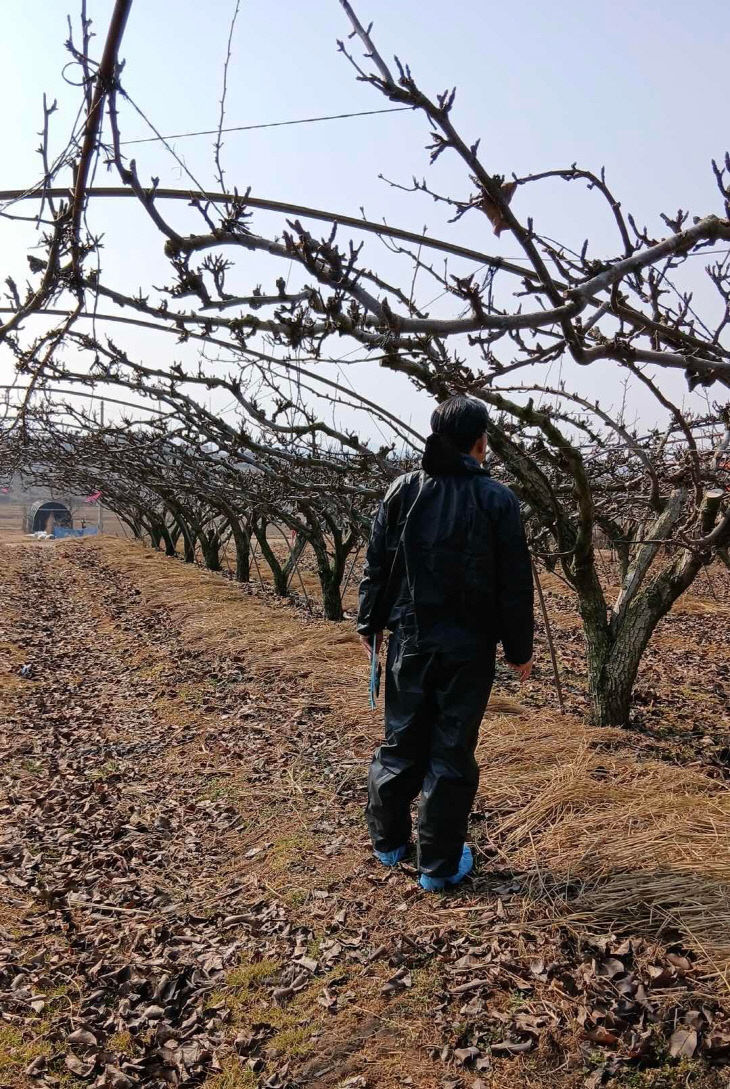 과수화상병 예찰 활동 모습