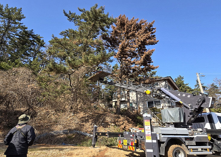 주택피해우려목 제거 작업 (1)