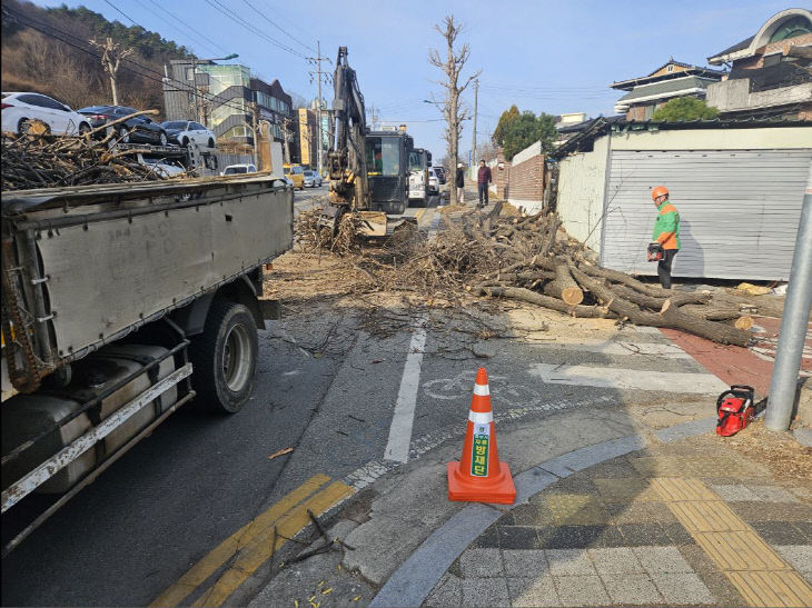 웅진동 피해목 정비 (1)