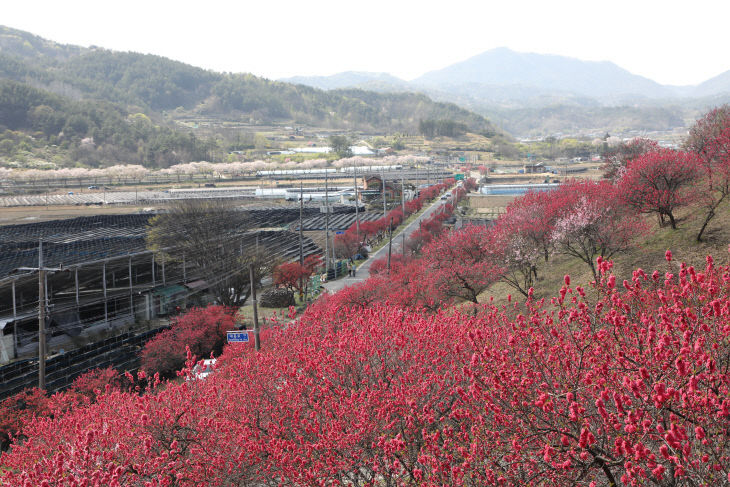 제16회 남일면 홍도화 축제