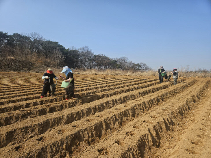 사본 - (사진4)감자파종 모습