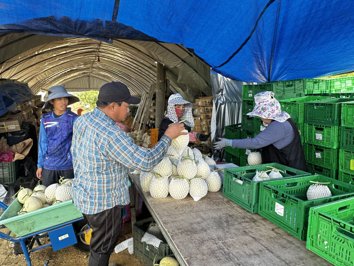 외국인근로자 근무 현장 사진(허니짱 멜론 농가)