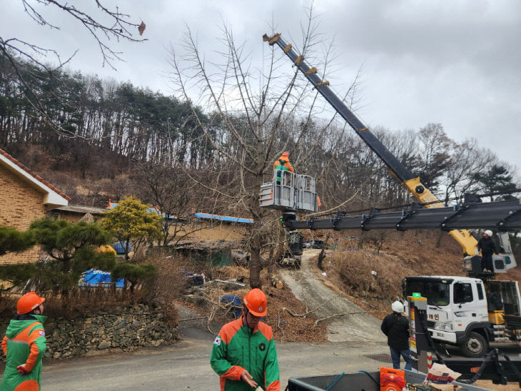 월송방재단 위험목 제거