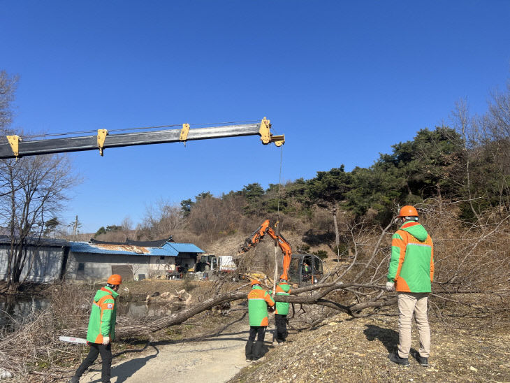 계룡면 피해목 제거작업 사진