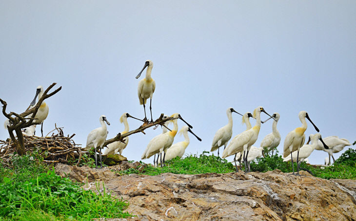 서천군 노루섬을 찾아 온 저어새