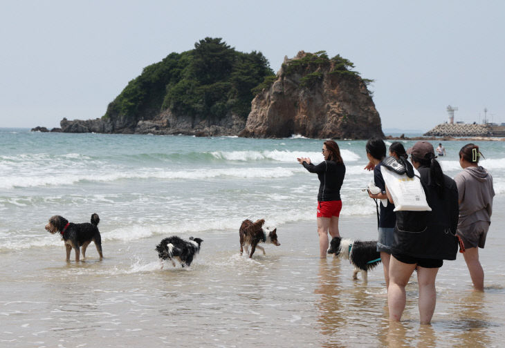 댕댕한바퀴 반려동물 해변 운동회 (2)