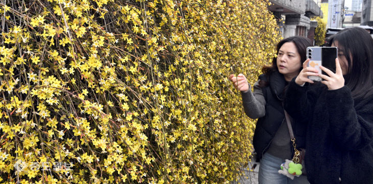 20260315-봄꽃 개화