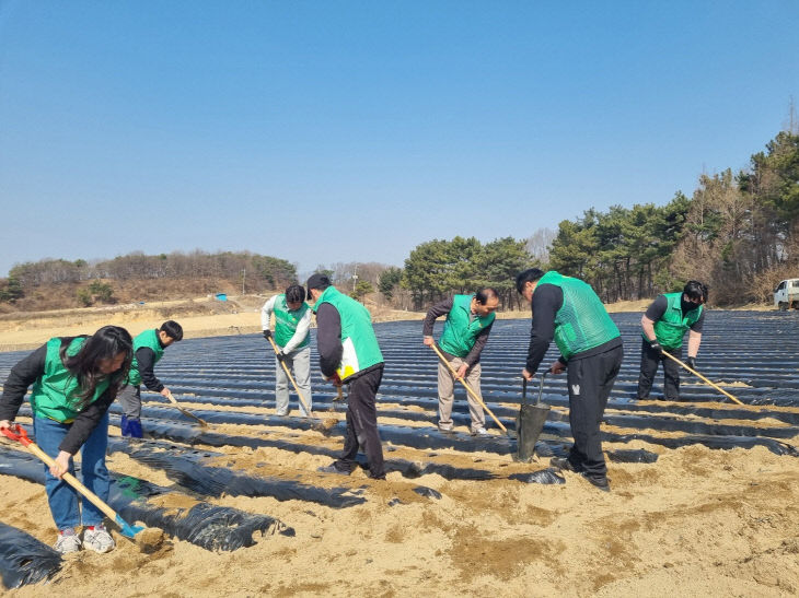 6.농촌일손돕기 봉사활동 중인 예산군청년새마을연대 회원들