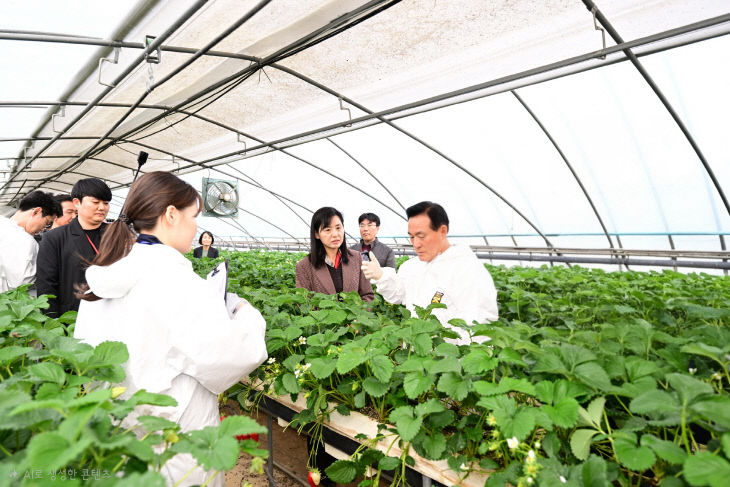 딸기안전성 현장검사 (3)(2)