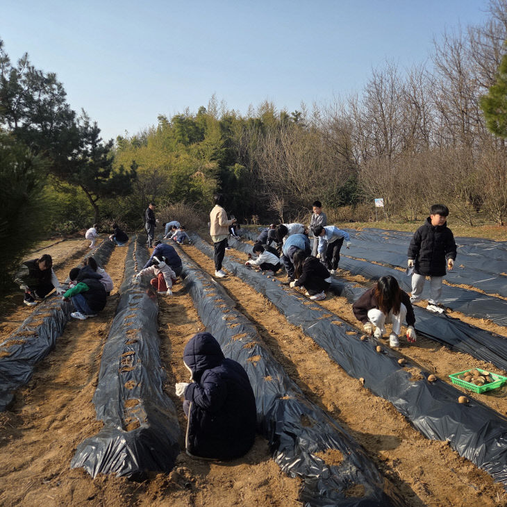 예산 신암초, 전교생과 함께하는 ‘사랑의 감자 심기’ (2)