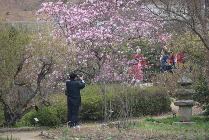 지난해 천리포수목원 목련축제를 찾은 탐방객