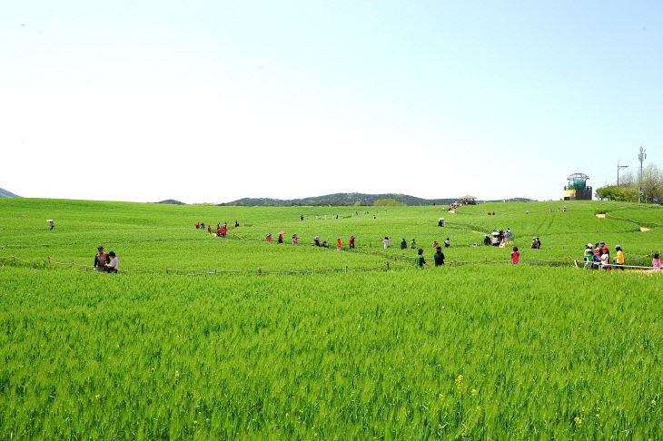 학원농장 청보리밭001 (2) (1)
