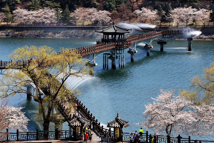 0319 안동 봄꽃 여행  제대로 즐겨보자! (3)-월영교