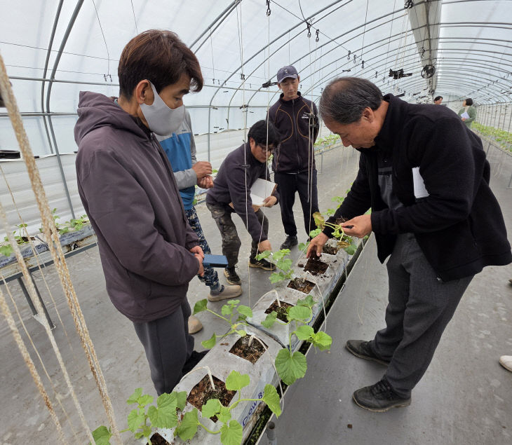 청양 멜론 수경재배