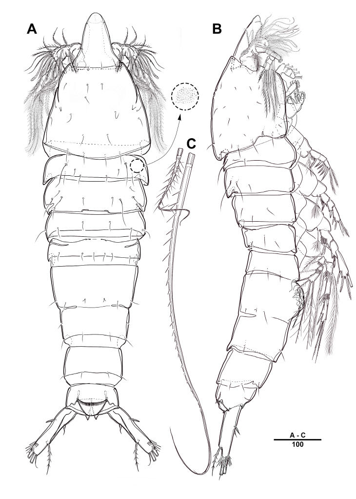 국립해양생물자원관이 팔라우 연안에서 발견한 신종 요각류