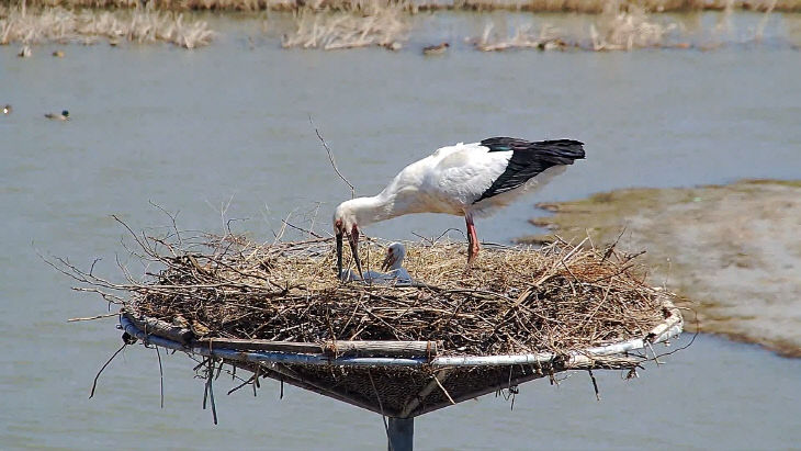 2. 서산버드랜드 황새 부부가 새끼를 양육하는 모습1