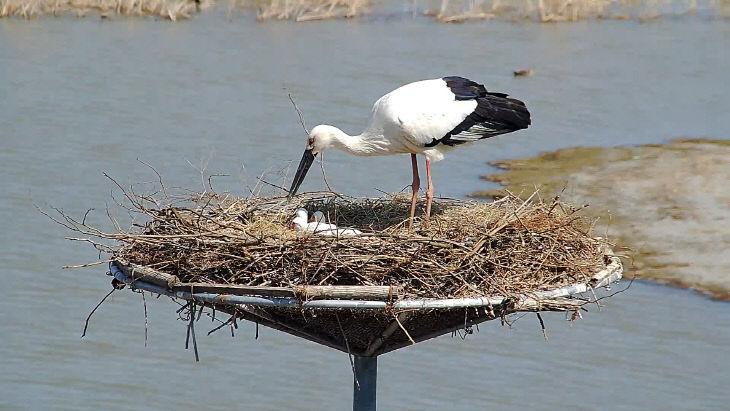 2. 서산버드랜드 황새 부부가 새끼를 양육하는 모습2