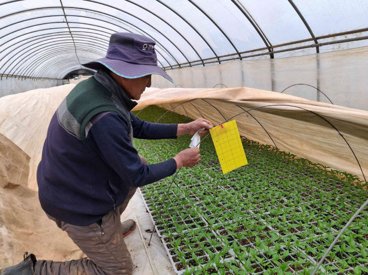서천지역 고추육묘 농가가 총채벌레 발생 유뮤를 확인하고 있다