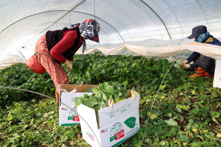 남면 원청리 취나물 수확 (12)