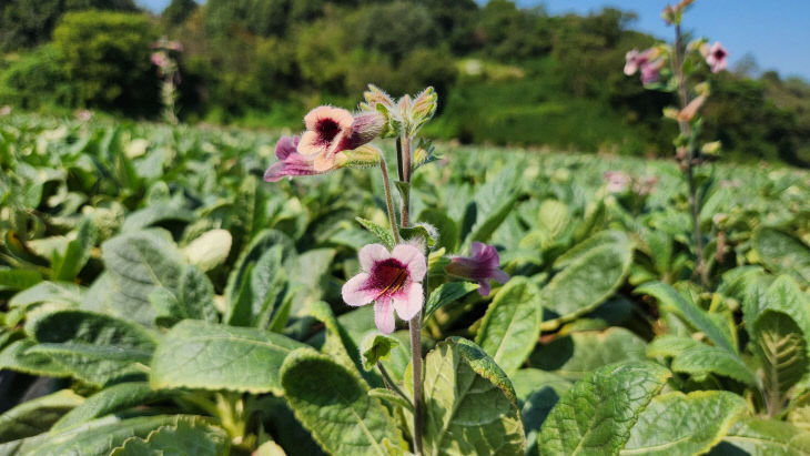 사진 3(지황 꽃 사진)