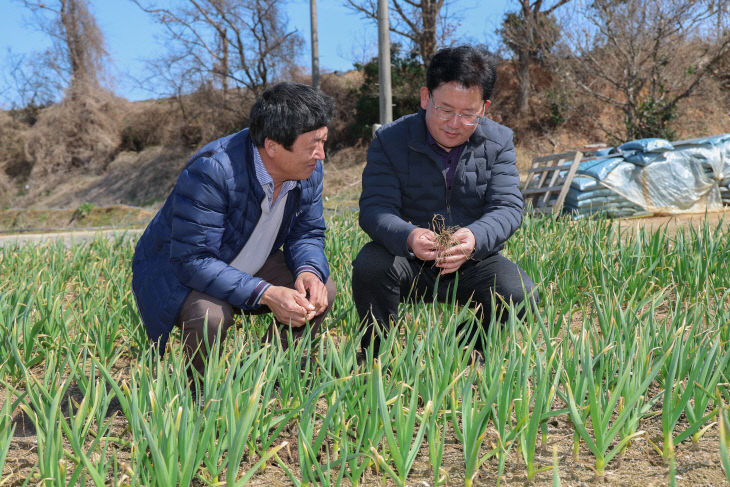 무안 마늘 재배 현장