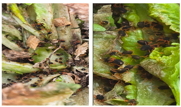 유채경관농업단지 보리응애 피해 현장 사진