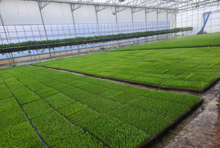 260324 벼파종 종자관리 강화당부1