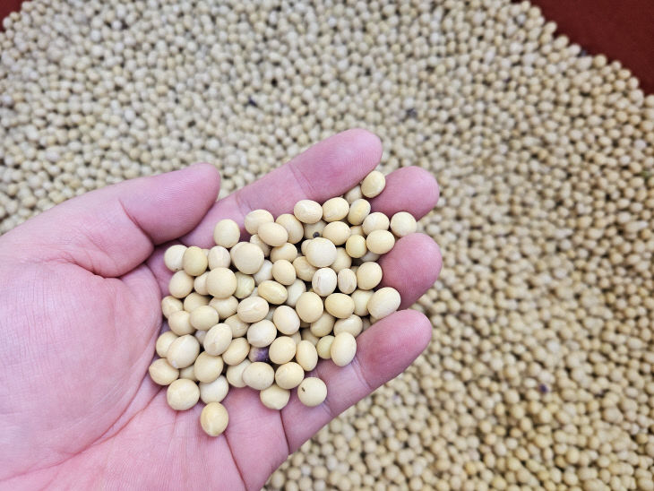 보도 1) 단양콩(1)