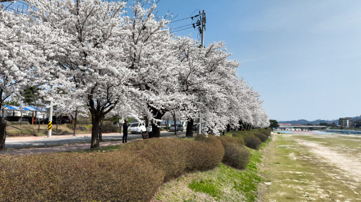 영주-2-5 남원천 벚꽃 만개 모습